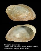 Musculus coenobitus (2)